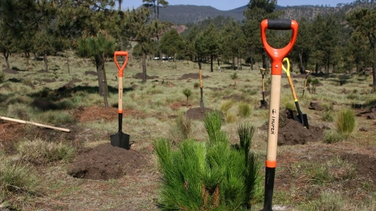 CORPORATE REFORESTATION PROJECT Málaga Costa del Sol an intriguing activity 02 | Team4you