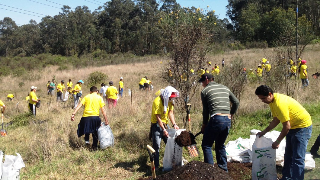 CORPORATE REFORESTATION PROJECT Málaga Costa del Sol an intriguing activity 03 | Team4you