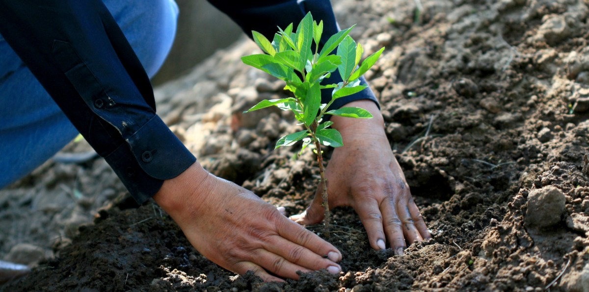 CORPORATE REFORESTATION PROJECT Málaga Costa del Sol an intriguing activity 06 | Team4you